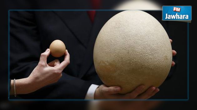  مزاد لبيع أكبر بيضة في العالم 