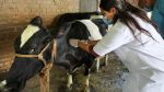 اتحاد الفلاحة ببوعرقوب يطلق صيحة فزع اثر تفشي مرض الجلد العقدي