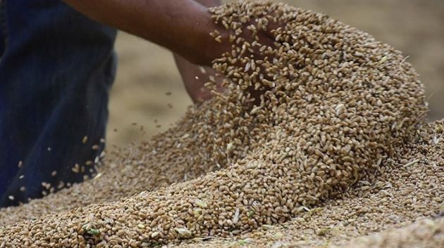 الكاف: انطلاق توزيع القمح الصلب و اللين على المطاحن 