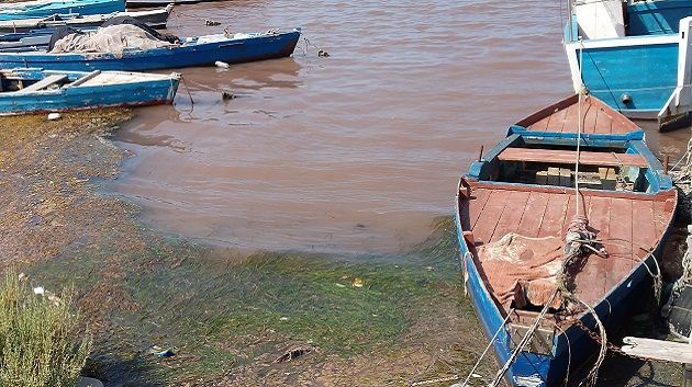 إثر ظاهرة المدّ الأحمر بسواحل المنستير ... تحذير للمواطنين