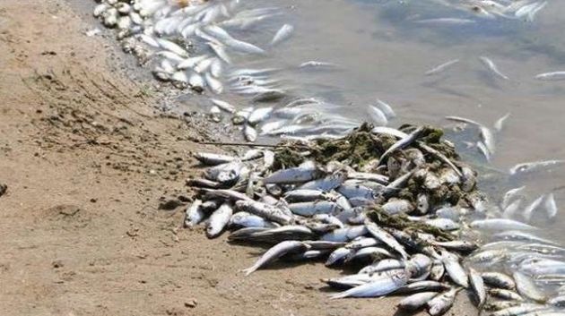 جمعية البيئة والتنمية: هذه أسباب نفوق الأسماك بشاطئ سليمان