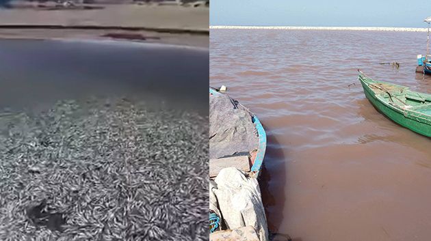 نفوق أسماك وتغيّر لون البحر: باحثة في علوم البحار توضّح أسباب هذه الظاهرة (فيديو)