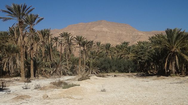 إتفاقية تونسيّة سعوديّة لإنشاء قطب واحي بالجنوب التونسي