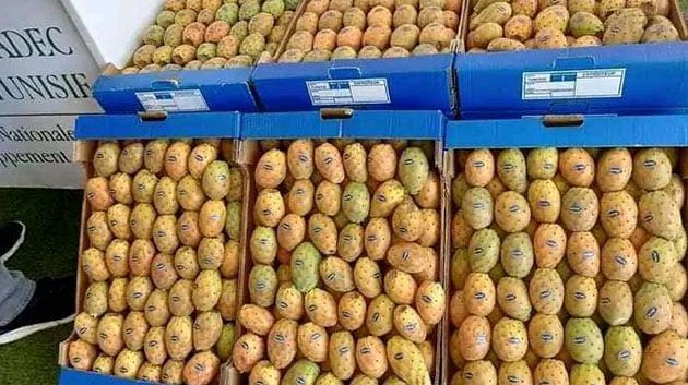 توقعات بتفاقم الوضع في السّنوات المقبلة.. تراجع صابة
