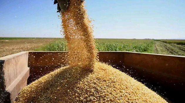 الديوان الوطني للأعلاف: شراء 50 ألف طن من مادة الذرة العلفية الموردة