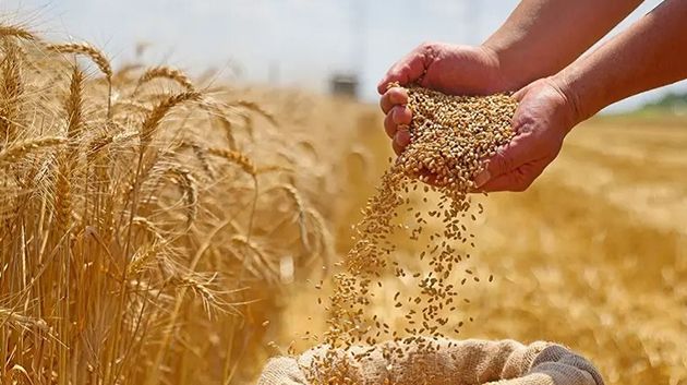 تجميع حوالي 10,320 مليون قنطار من الحبوب إلى غاية 12 جويلية الجاري (فيديو)