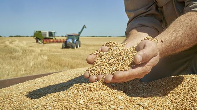 ديوان الحبوب يؤكد عدم تسجيل أضرار في الحبوب المجمّعة جراء الأمطار الأخيرة