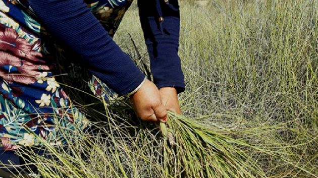 وزارة الفلاحة تعلن عن فتح موسم جني الحلفاء بداية من غرة أوت 2025