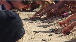 مهددة بالاندثار.. اكتشاف سلاحف بحرية بشاطئ القنطاوي (صور)
