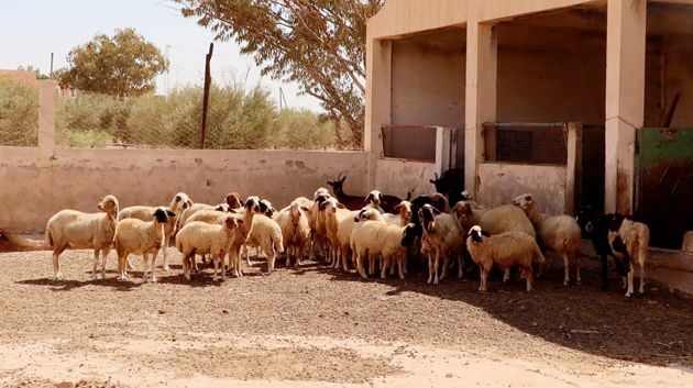 تطاوين: إحداث فضاء قارّ لتأمين المحجوز الحيواني