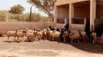 تطاوين: إحداث فضاء قارّ لتأمين المحجوز الحيواني