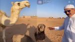 إعلامي سعودي يهدي رونالدو 'ناقة' بمناسبة زواجه