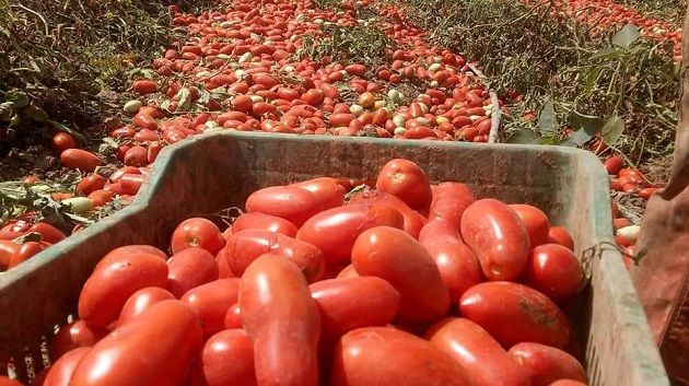 نابل: انتهاء موسم جني وتحويل الطماطم بإنتاج حوالي 260 ألف طن
