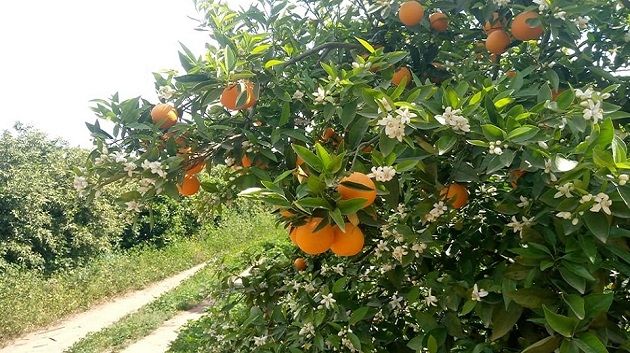 الإتحاد المحلّي للفلاحة ببني خلاد يدعو إلى وضع خطة لإنقاذ قطاع القوارص من الإندثار‎