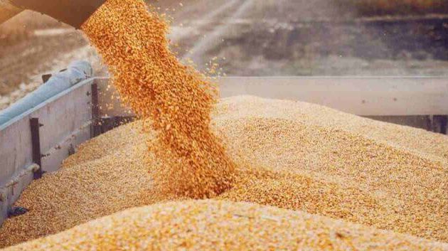 تجميع حوالي 11،800 مليون قنطار من الحبوب إلى موفى جويلية 2025