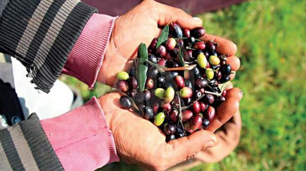 وزير الفلاحة يوصى بإنجاح موسم الزيتون في ظل المؤشرات الايجابية