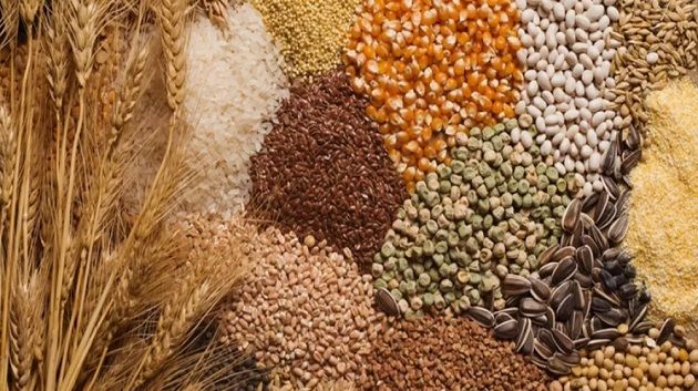 مُقايضة الحبوب المثبتة بحبوب استهلاك خلال الموسم الفلاحي 2025-2026