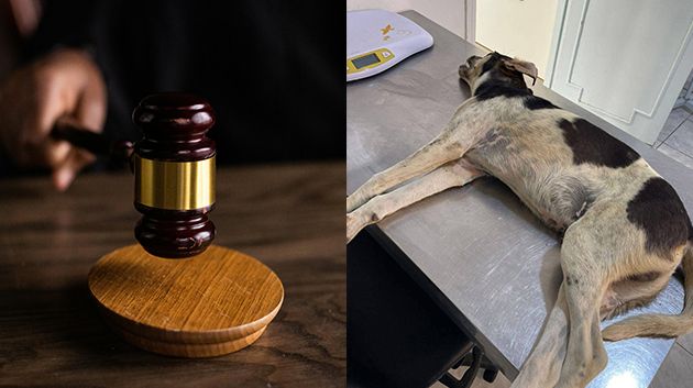 3 أشهر سجنًا في حقّ قاتل الكلب 'روكي': جمعية الرحمة تستأنف الحكم (فيديو)
