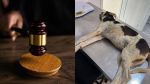 3 أشهر سجنًا في حقّ قاتل الكلب 'روكي': جمعية الرحمة تستأنف الحكم (فيديو)