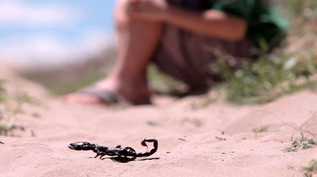 حامل بتوأم.. وفاة امرأة بلدغة عقرب في المهدية