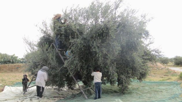 سيدي بوزيد: تقديم مقترحات لتفادي اشكاليات الموسم الفلاحي الماضي
