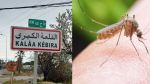 يحدث في القلعة الكبرى.. 'قرصة وشواشة' تُحيل شابا على المستشفى (فيديو)