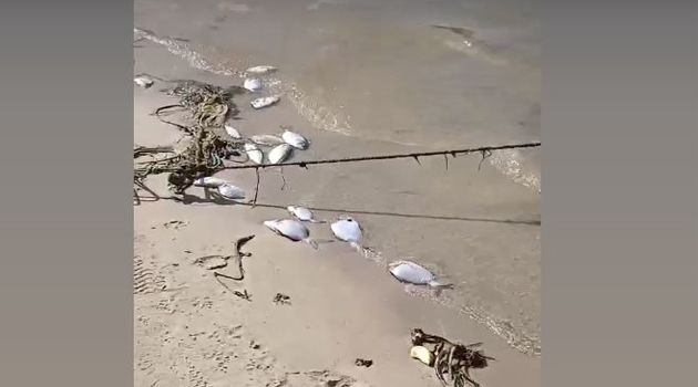 نفوق كميّة من الاسماك.. وزير البيئة يعاين الوضع البيئي بالشريط الساحلي بسليمان