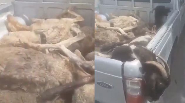 خرفان مريضة في طريقها إلى مسلخ سوسة: النيابة العمومية تحقّق (فيديو)