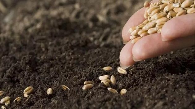 وزارة الفلاحة: البذور الممتازة متوفرة بالكميات الكافية 