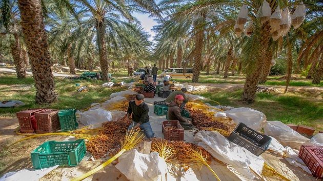 وزير الفلاحة يؤكد ضرورة تكثيف الجهود المشتركة بين مختلف المتدخلين لإنجاح موسم التمور
