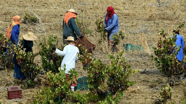 رئيس اتحاد الفلاحة يدعو لتوفير التمويلات اللازمة لـ 'الفلاحة العائلية' 