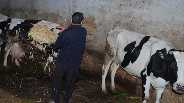 بلدية قفصة تمنع ذبح الأبقار الحلوب وإناث الأغنام  إلا بشرط