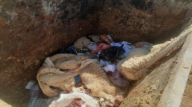 بعد معاينته لجملة من الإخلالات: والي القصرين يأذن بغلق المسلخ البلدي في ماجل بلعباس