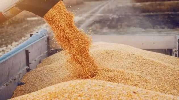 كميات البذور الممتازة المجمّعة تسجّل ارتفاعاً ملحوظاً مقارنة بالموسم الفارط