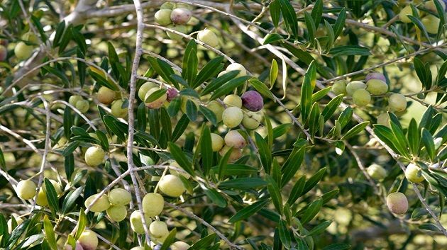 المنستير: توقّعات بإنتاج 90 ألف طن من الزيتون و18 ألف طن من الزيت خلال موسم الزيتون الحالي