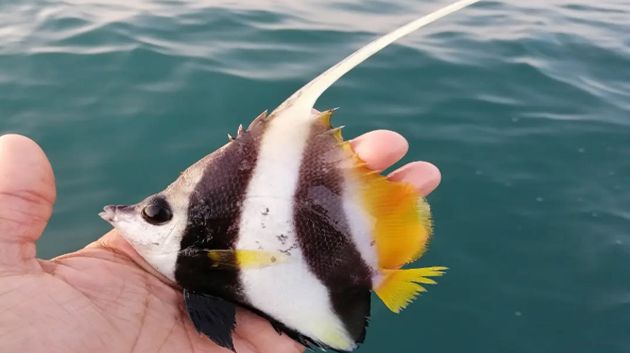 ظهور نوع من الأسماك في السواحل الليبية يُثير قلق علماء البحار