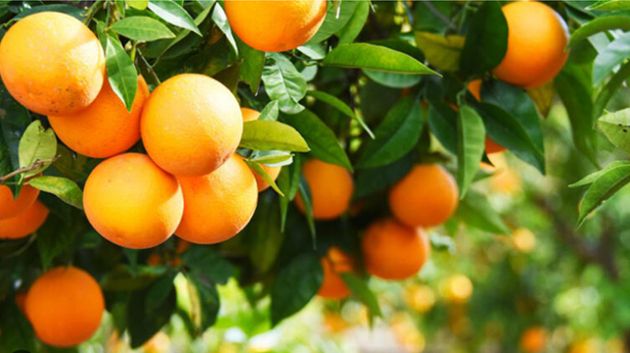 الاتحاد الجهوي للفلاحة بنابل : 'صابة القوارص مهددة '