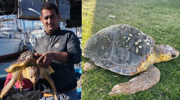 المنستير: بحّار يُنقذ سلحفاة بحرية عالقة في شباك صيد(صور)