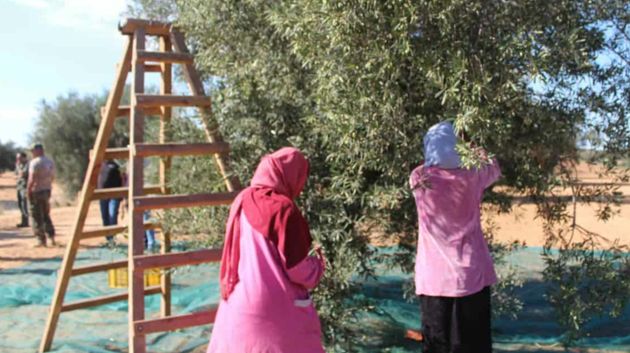 مندوب الفلاحة بسوسة: 'الجهة ستُساهم في الإنتاج الوطني لزيت الزيتون بحواليْ 32 ألف طن'