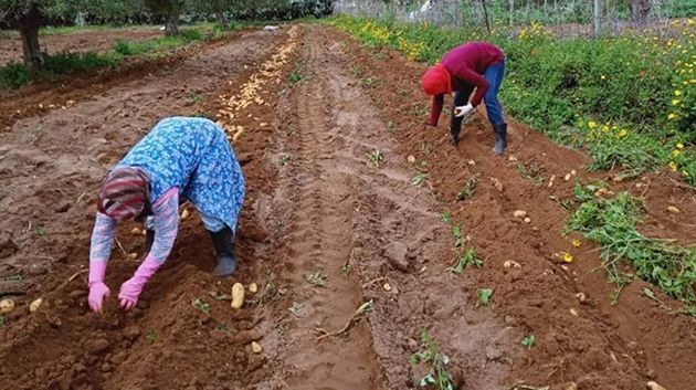 حجمه يناهز 165 مليون دينار.. 20.6 ألف مواطن استفادوا من مشروع التنمية بهضاب القيروان