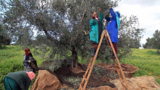 جندوبة: انطلاق موسم جني الزيتون و توقعات ببلوغ الصابة 14700 طن  ‎
