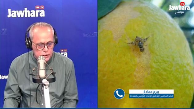 بيرم حمادة: 'لا وجود لقوارص معروضة في السّوق مصابة بذبابة فاكهة المتوسّط'