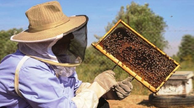 مُربي نحل في بئر مشارقة : فقدت نحو 30 خلية بسبب التلوث البيئي‎