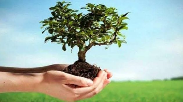 بعد خسارة نحو 56 ألف هكتار من الغابات: حملات تشجيير واسعة في عيد الشجرة