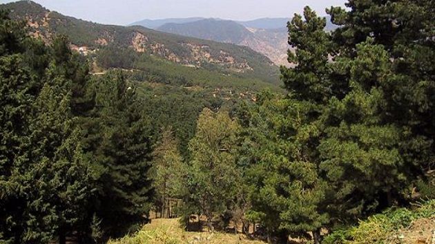 تونس تخطط لرفع مستوى الكساء الغابي إلى ما بين 12 و16 %