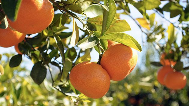 رئيس اتّحاد الفلاحة بنابل: 'شركة مُداواة القوارص غير قادرة على القيام بمهمّتها' (فيديو)