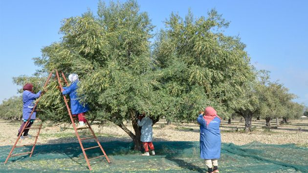 الماجل بلعباس: إرتفاع صابة الزيتون بالجهة