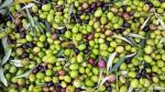 الأردن.. تراجع حاد في انتاج الزيتون وقرار بوقف التصدير بشكل كامل