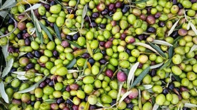 الأردن.. تراجع حاد في انتاج الزيتون وقرار بوقف التصدير بشكل كامل