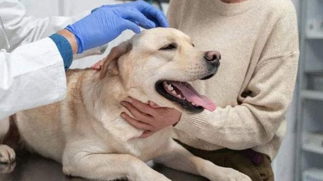 نابل.. 58 حالة اصابة بداء الكلب في صفوف الحيوانات